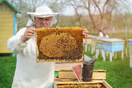 Beekeeper holding a honeycomb full of bees. Beekeeper in protective workwear inspecting honeycomb frame at apiary. Works on the apiaries in the spring.の写真素材