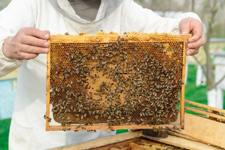 Beekeeper holding a honeycomb full of bees. Works on the apiaries in the springの写真素材