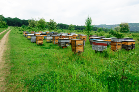 Bee hive boxes. The apiary is located on the edge of the forest.の写真素材