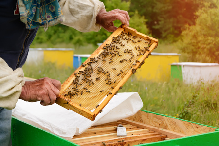 The beekeeper examines bees in honeycombs. In the hands of a honeycomb with honey.