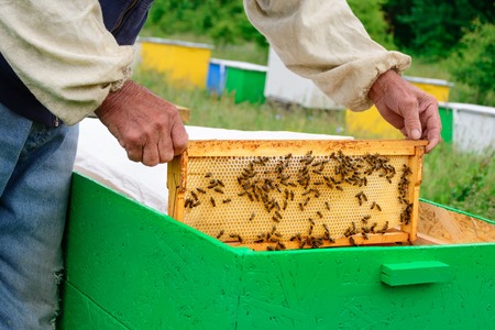 The beekeeper examines bees in honeycombs. In the hands of a honeycomb with honey.