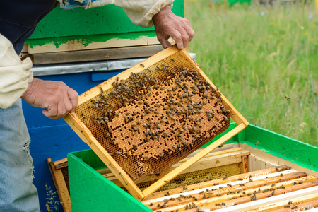 The beekeeper examines bees in honeycombs. In the hands of a honeycomb with honey.の写真素材