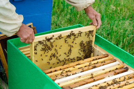 The beekeeper examines bees in honeycombs. In the hands of a honeycomb with honey