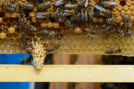 Signs of Roaring Bees. The birth of a new queen of bees