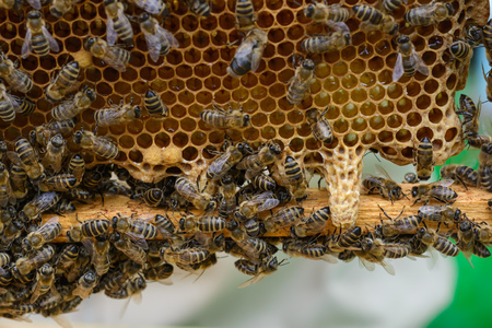Signs of Roaring Bees. The birth of a new queen of beesの写真素材