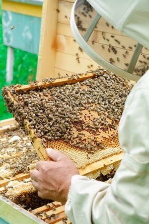 The beekeeper examines bees in honeycombs. In the hands of a honeycomb with honeyの写真素材