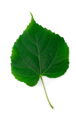 Green leaf of linden is isolated on a white backgroundの写真素材