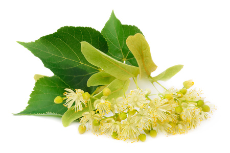 fresh lime flowers on a white backgroundの写真素材