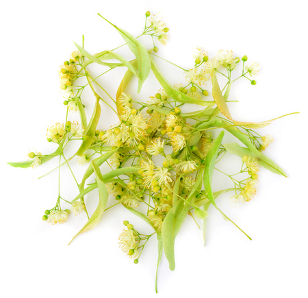 fresh lime flowers on a white backgroundの写真素材