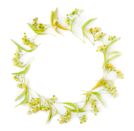 The flower pot of linden is isolated on a white backgroundの写真素材