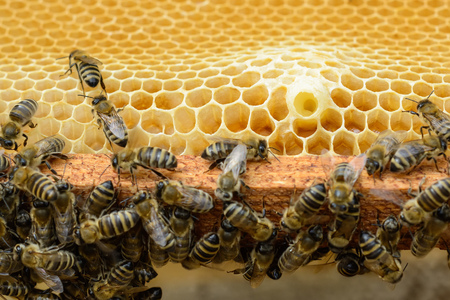 Signs of Roaring Bees. The birth of a new queen of beesの写真素材