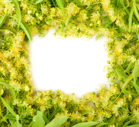 Flower background of linden. Flower tea from linden. Place for text.の写真素材