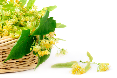 Flowers of linden in a basket on a white background. Flower tea from linden.の写真素材
