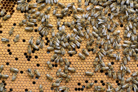 Bees Broods. Hardworking Bees on Honeycomb in Apiary.