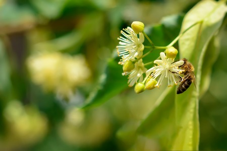 Honey bee on the blossoming linden flowers at sunny day in garden. Plant decay with insects.の写真素材