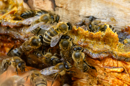 Propolis in the middle of a hive with bees. Bee glue. Bee products. Apitherapy. PPropolis treatmentの写真素材