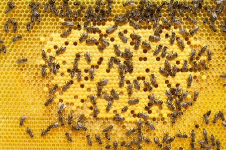 Bees on a cell with larvae. Bees Broods