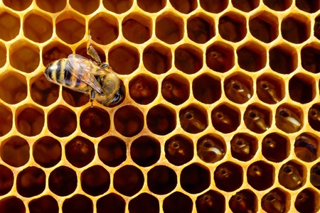 Bees in a beehive on honeycomb with copyspace. Bee turns nectar into fresh and healthy honey. Concept of beekeepingの写真素材