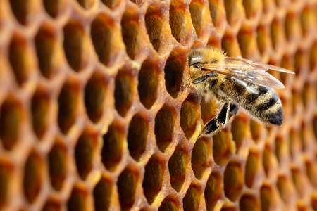 Bees in a beehive on honeycomb with copyspace. Bee turns nectar into fresh and healthy honey. Concept of beekeepingの写真素材