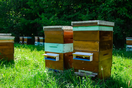Hives of bees in the apiary. Apiculture