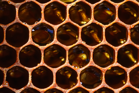 Background texture and pattern of a section of wax honeycomb from a bee hive filled with golden honey in a full frame view.の写真素材