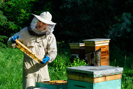 Beekeeper in protective workwear inspecting frame at apiary. The beekeeper holds a honeycomb with...