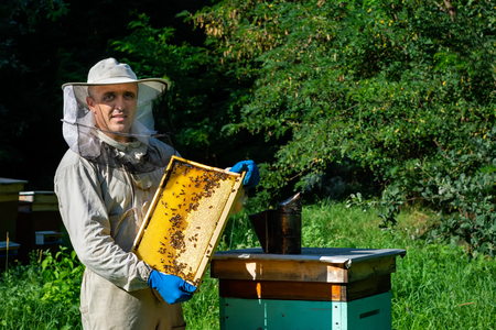 Beekeeper in protective workwear inspecting frame at apiary. The beekeeper holds a honeycomb with...