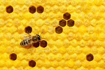 Bee on a cell with larvae. Bees Broods. Concept of beekeeping. Space for text.の写真素材