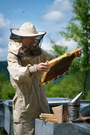 Beekeeper working collect honey. Apiary. Beekeeping concept.