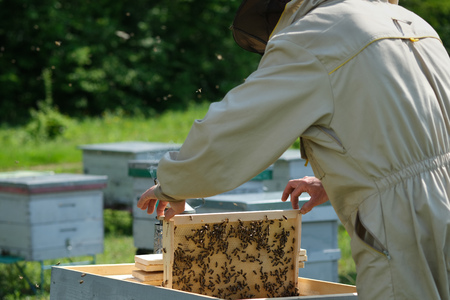 Beekeeper on apiary. Beekeeper is working with bees and beehives on the apiary.の写真素材