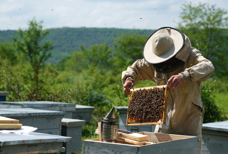 Man holding a honeycomb full of bees. Beekeeper in protective workwear inspecting frame at apiary.の写真素材