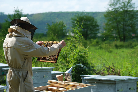Beekeeper on apiary. Beekeeper is working with bees and beehives on the apiary