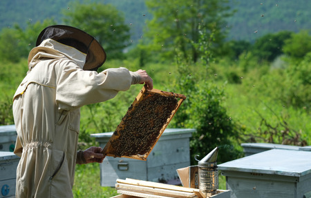 Man holding a honeycomb full of bees. Beekeeper in protective workwear inspecting frame at apiary.の写真素材