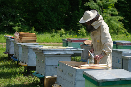 Beekeeper on apiary. Beekeeper is working with bees and beehives on the apiary