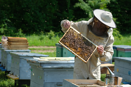 Beekeeper on apiary. Beekeeper is working with bees and beehives on the apiaryの写真素材