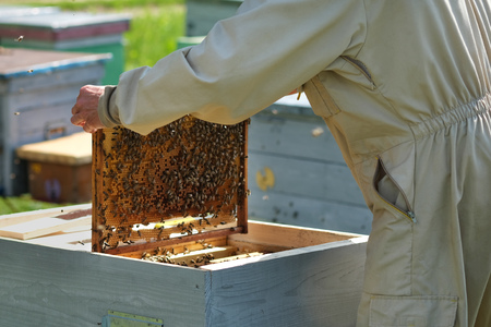 Man holding a honeycomb full of bees. Beekeeper in protective workwear inspecting frame at apiaryの写真素材