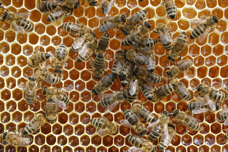Bees on a honeycomb with fresh honey