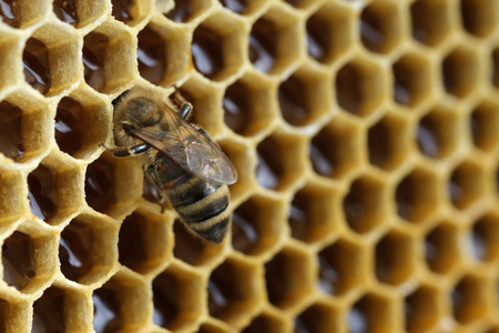 Filled honeycomb as background. Fresh honey. Healthy natural sweetenerの写真素材