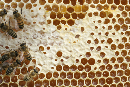 Bees on a honeycomb with fresh honeyの写真素材