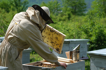 Beekeeper inspecting honeycomb frame at apiary at the summer day. Man working in apiary. Apiculture. Beekeeping concept.の写真素材