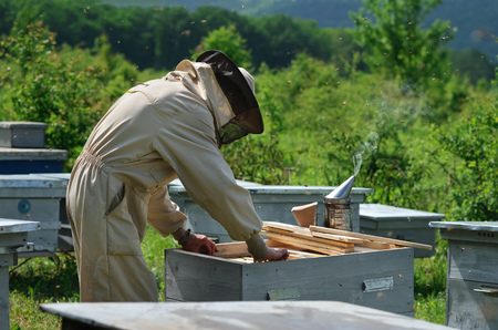 Beekeeper on apiary. Beekeeper is working with bees and beehives on the apiary.の写真素材