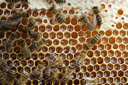 Bees on a honeycomb with fresh honey.の写真素材
