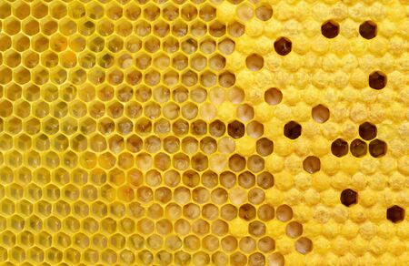 How bees multiply and are born. Stages of development of bee larvae. Bees Broods.