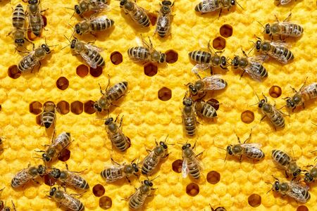 Bees work on a wax cell with larvae. honeycomb with small larvae of bees. Apis mellifera worker are...