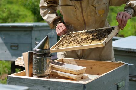 Beekeeper on apiary. Beekeeper is working with bees and beehives on the apiary.の写真素材