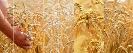Photo collage of spikelets of ripe wheat. The agronomist in the wheat field holds ripe wheat bread wheat in his hands. The concept of farming.の写真素材
