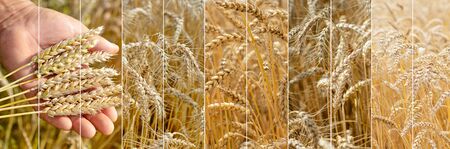 Photo collage of spikelets of ripe wheat. The agronomist in the wheat field holds ripe wheat bread wheat in his hands. The concept of farming.の写真素材