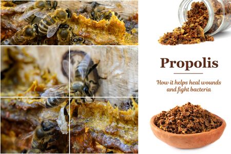 Propolis in the middle of a hive with bees. Bee glue. Bee products. Apitherapy. Propolis treatment. How it helps heal wounds and fight bacteria.の写真素材