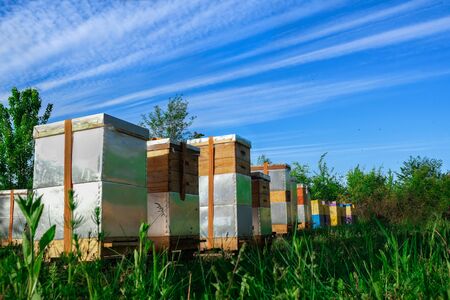 Eco-friendly apiary. An apiary where ecologically clean honey and other beekeeping products are obtained. Top views.の写真素材