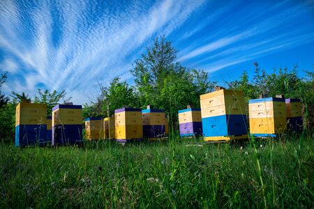 Eco-friendly apiary. An apiary where ecologically clean honey and other beekeeping products are obtained. Advantages of polyurethane hives. Top views.の写真素材